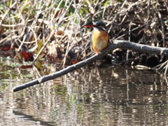 止り木 149（嫁候補）
