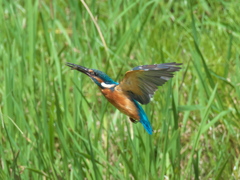 エビ獲れたよ 38-2（父親）