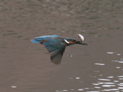 お魚獲れたよ 34