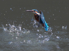 浮上 133-2（父親）