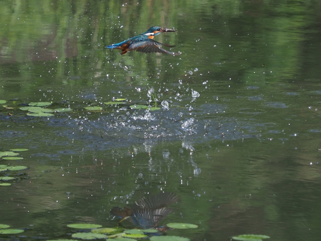 エビ採れたよ１