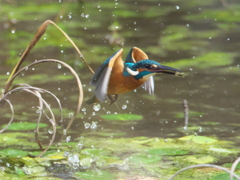 浮上 147-2（父親）