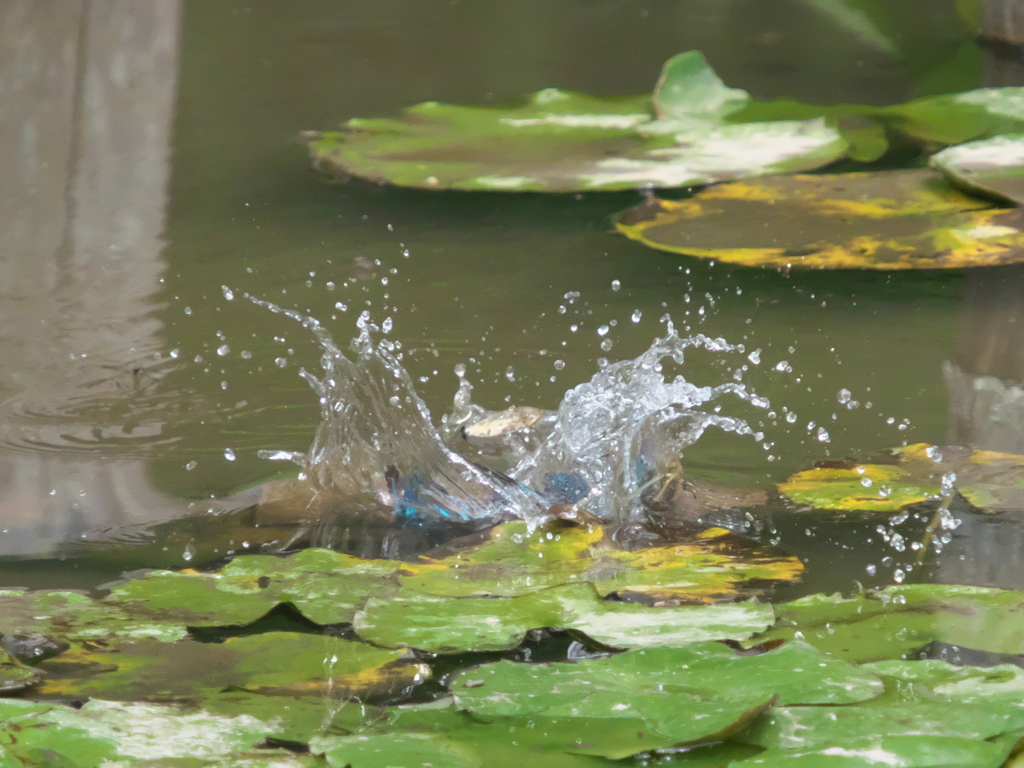 飛び込みシーケンス 10-2（父親）