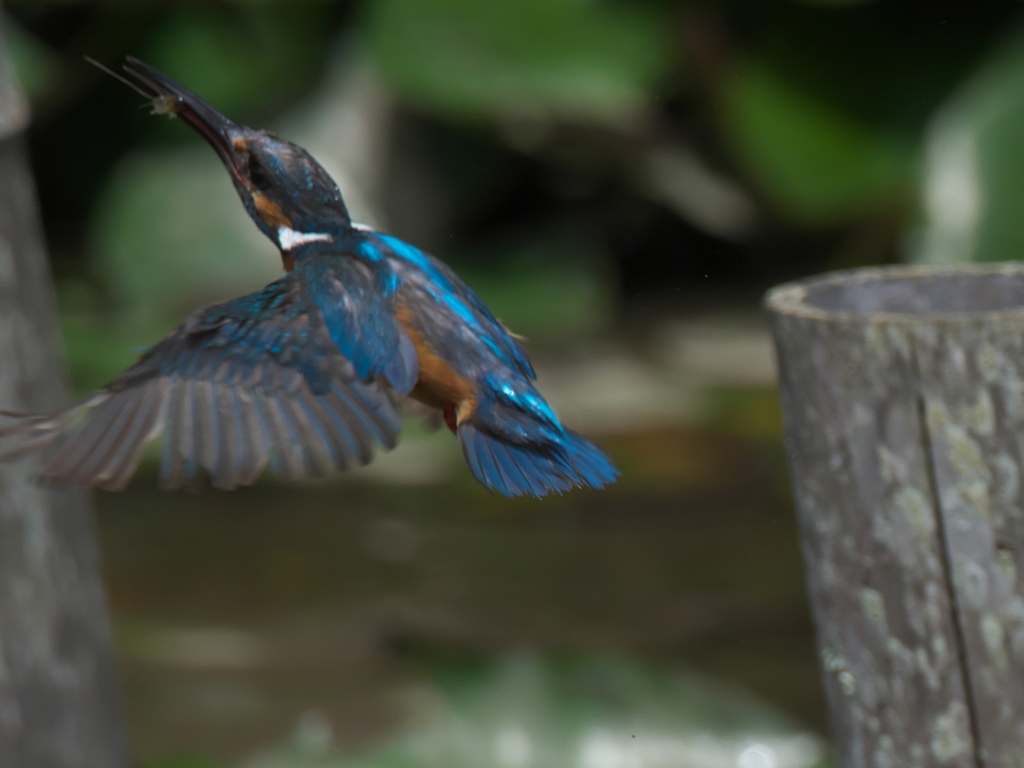 エビ獲れたよ 15（父親）