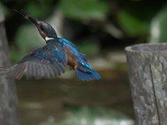 エビ獲れたよ 15（父親）