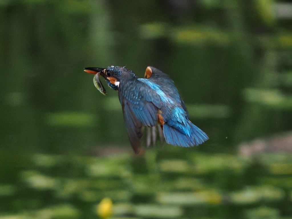 お魚獲れたよ 60-1