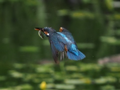 お魚獲れたよ 60-1
