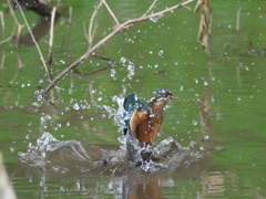 浮上 47-2（子 エビ獲れたよ）