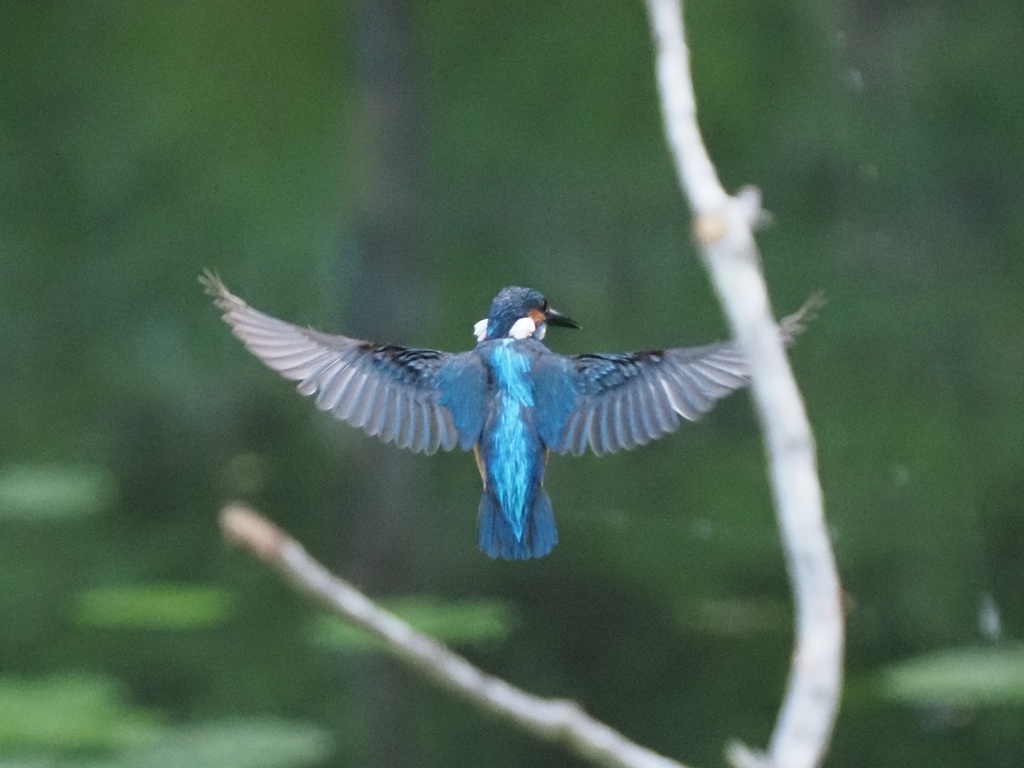 ホバ 2-5とまり木の向こう側で)