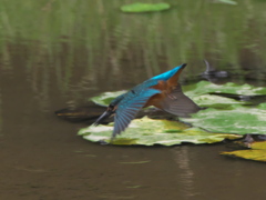 飛び込みシーケンス 3-1（雛）