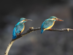 止り木 361（雄と雌）