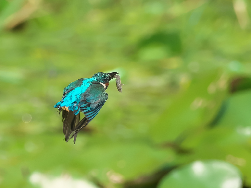 お魚獲れたよ 49