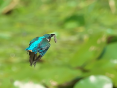 お魚獲れたよ 49