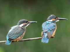 親子 1-3（本当に？）