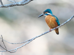 止り木 162（父親）