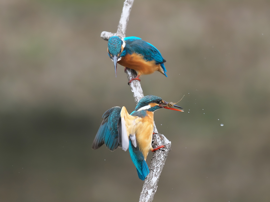 止り木 363-2（雄と雌）