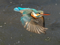 浮上 307-2（嫁候補）