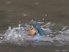 飛び込みシーケンス 18-3（父親）2