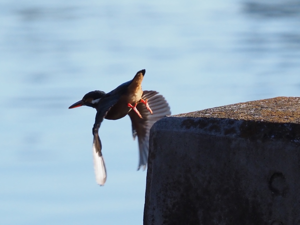 お尻にだけ夕陽が