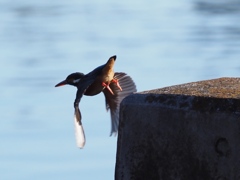 お尻にだけ夕陽が