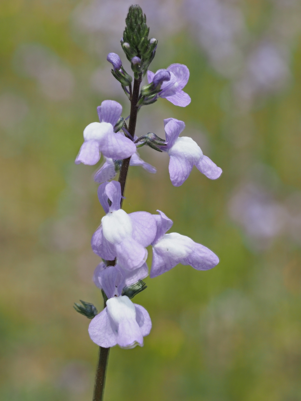 玄関から5mの世界（花）マツバウンラン？