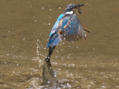 浮上 29（小魚）