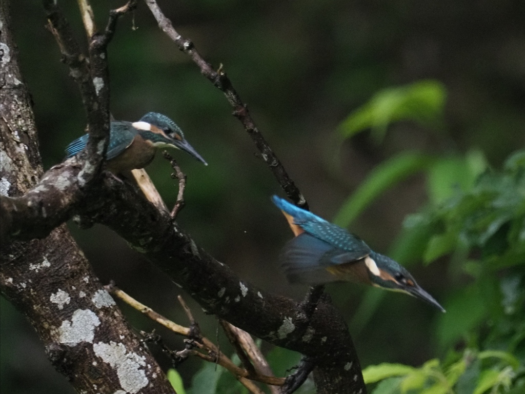 雛兄弟 3（お父ちゃん追いかけなくちゃ）