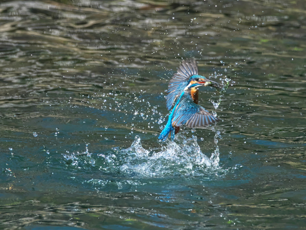浮上 423-1（父親）