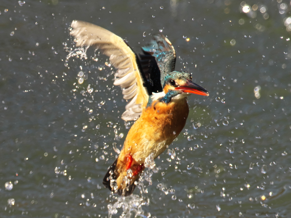 浮上 363（嫁候補）