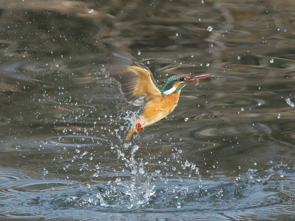 浮上 285（嫁候補 エビ有り）