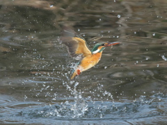 浮上 285（嫁候補 エビ有り）