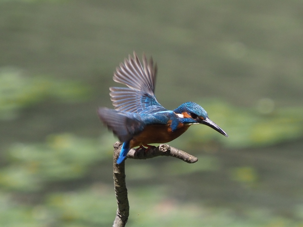 飛び出し 200419-2