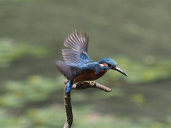 飛び出し 200419-2