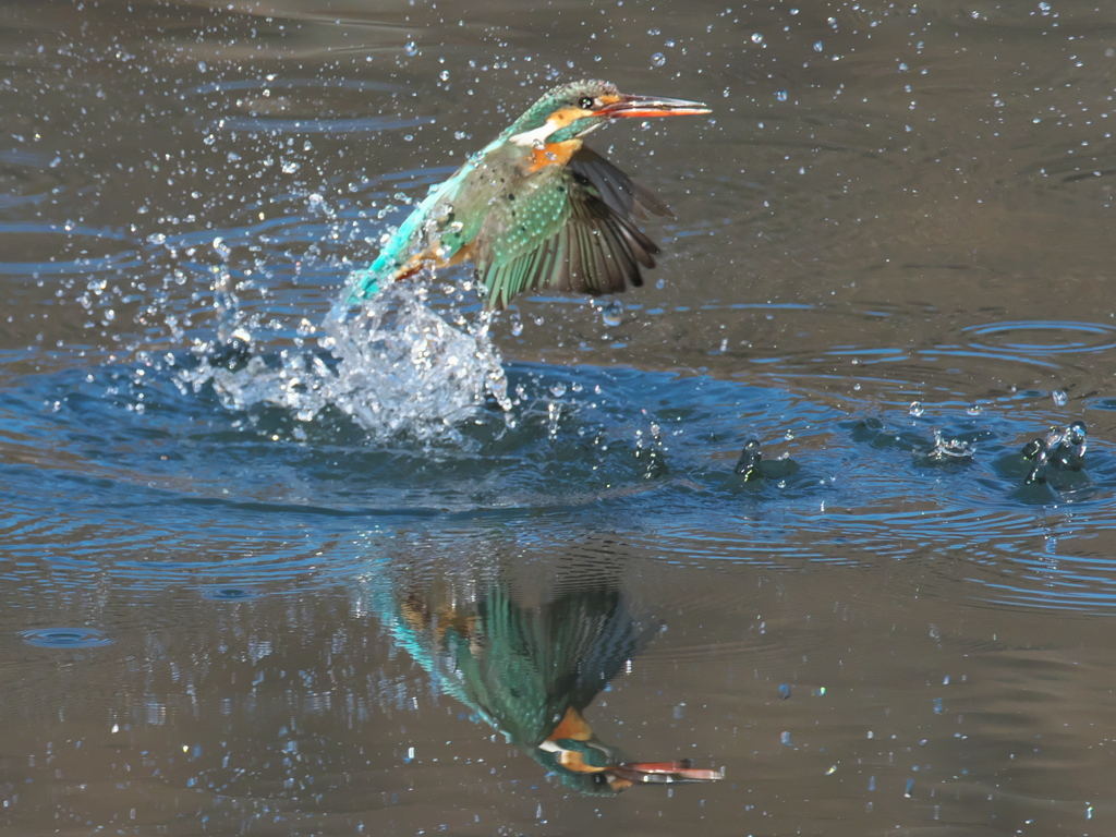 浮上 339-1（嫁候補）