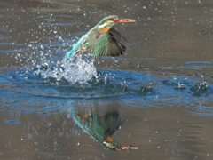 浮上 339-1（嫁候補）