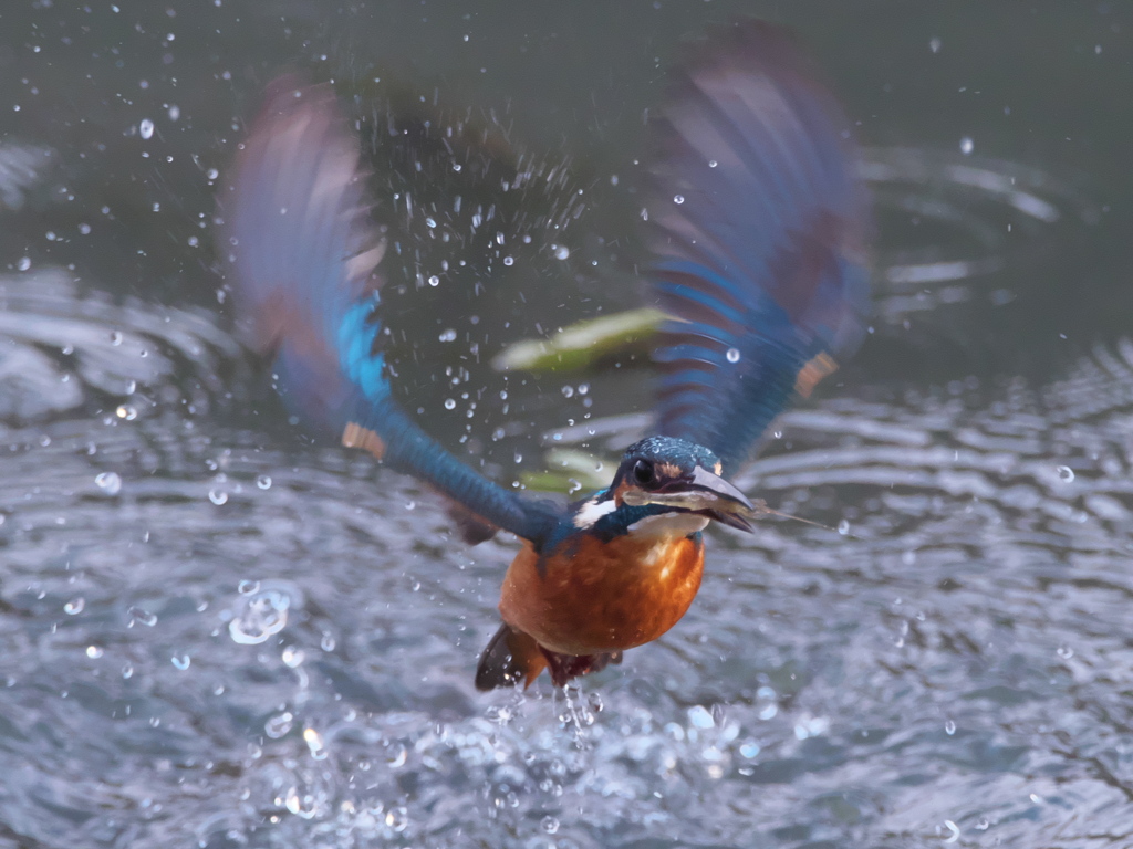 浮上 276-2（父親）