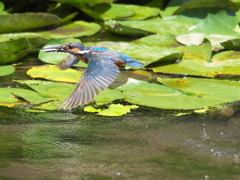 エビ獲れたよ 42