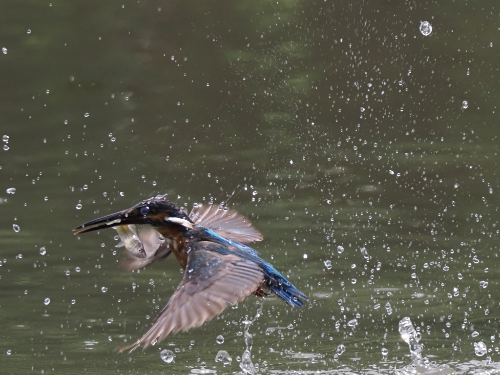 お魚採れたよ 13-1