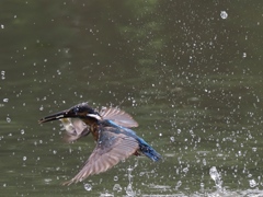 お魚採れたよ 13-1
