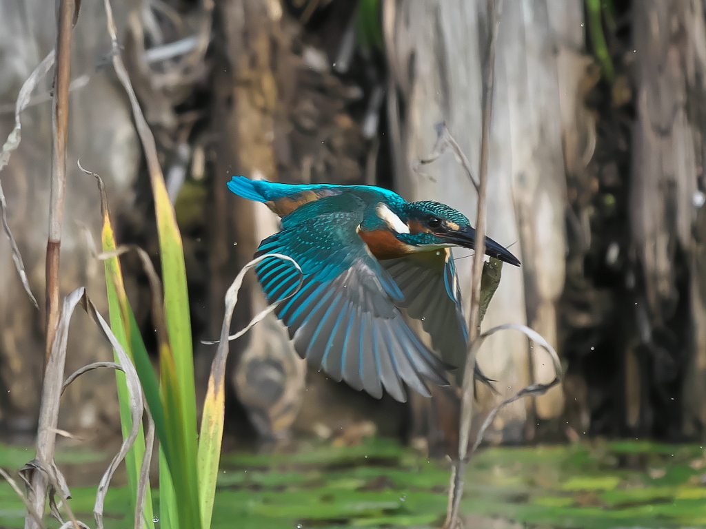 エビ獲れたよ 56