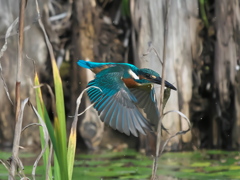 エビ獲れたよ 56