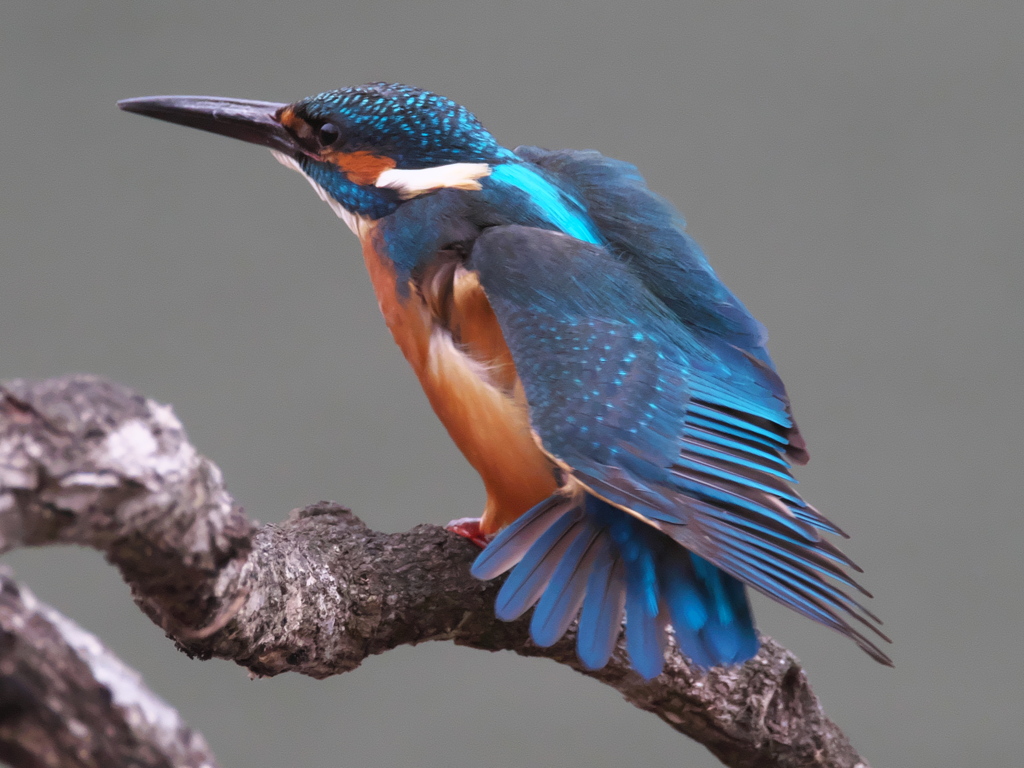 止り木 137-2（父親）