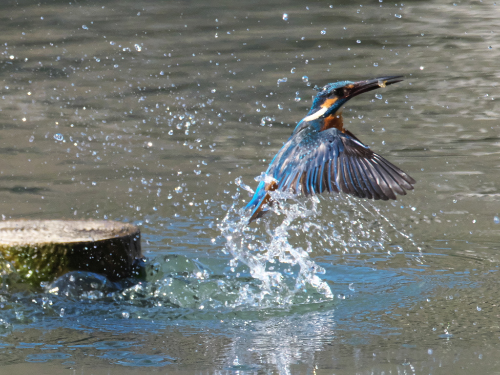 浮上 362-2（父親）