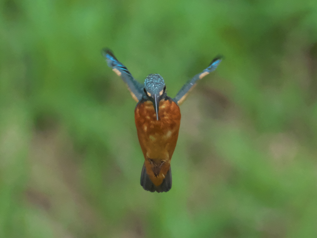 ホバ 7-2（父親）