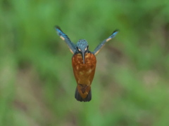 ホバ 7-2（父親）