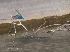 背景悪くて遠いけど２ お魚取れた