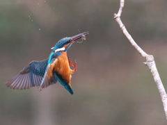 止り木へ 21-2（父親）