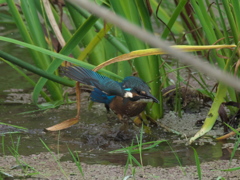 浮上 34-4（雛 只今修業中）