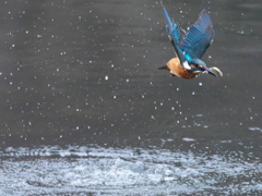 浮上 448（父親）