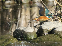 浮上 304（嫁候補）
